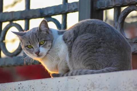 Grey Cat Foto stock