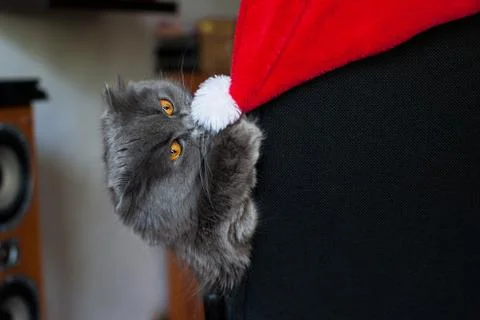 Grey cat  Stock Photos