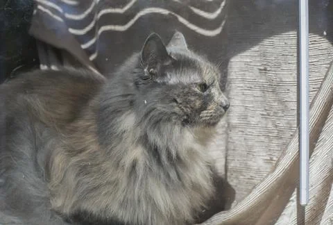 Grey Cat Stock Photos