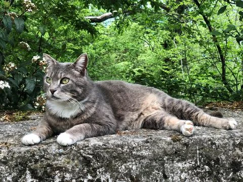 Grey Cat 库存照片