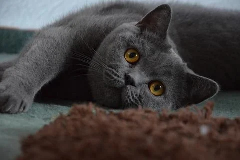 Grey cat Stock Photos
