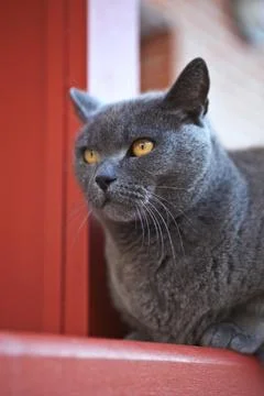 Grey cat Stock Photos