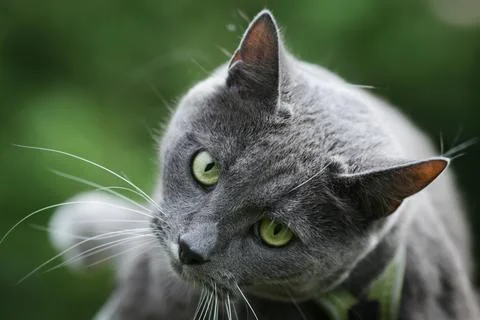 A grey cat Stock Photos