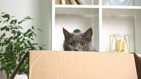 A grey cat is playing in a cardboard box. A gray cat is hunting for a toy. The Stock Footage 217415977