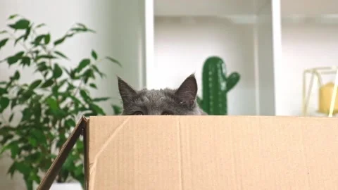 A grey cat is playing in a cardboard box. A gray cat is hunting for a toy. The Stock Footage 220157731