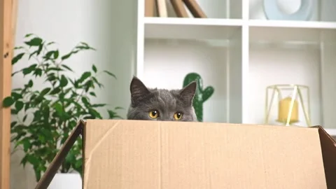 A grey cat is playing in a cardboard box. A gray cat is hunting for a toy. The Stock Footage 220581189