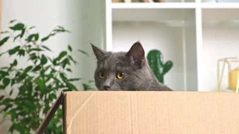 A grey cat is playing in a cardboard box. A gray cat is hunting for a toy. The Stock Footage 220961207