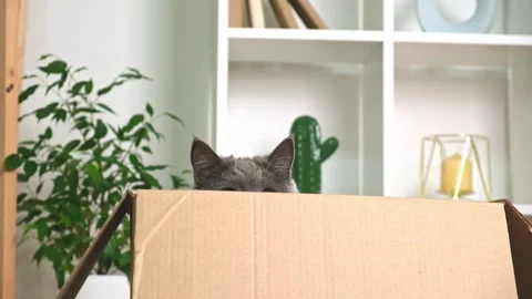 A grey cat is playing in a cardboard box. A gray cat is hunting for a toy. The Stock Footage 221867942