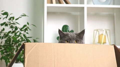 A grey cat is playing in a cardboard box. A gray cat is hunting for a toy. The Stock Footage 222817524