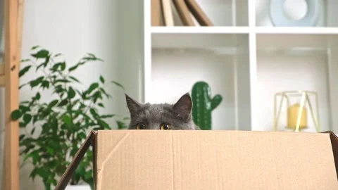 A grey cat is playing in a cardboard box. A gray cat is hunting for a toy. The Stock Footage 225537737