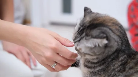 The grey cat is playing with human hand, the cat attacks the hand because he Stock Footage 293310770