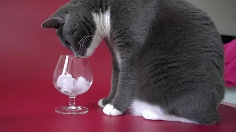 A grey cat is playing with ice cubes in a glass on a red background. Stock Footage 320573191
