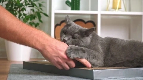 Grey cat is playing with man's hand. The cat bites the man's hand. Angry gray Stock Footage 212789932
