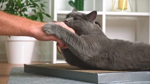 Grey cat is playing with man's hand. The cat bites the man's hand. Angry gray Stock Footage 217416007