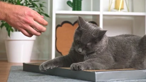 Grey cat is playing with man's hand. The cat bites the man's hand. Angry gray Stock Footage 219753299