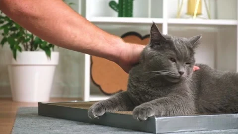 Grey cat is playing with man's hand. The cat bites the man's hand. Angry gray Stock Footage 220581196