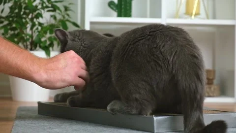 Grey cat is playing with man's hand. The cat bites the man's hand. Angry gray Stock Footage 234448490
