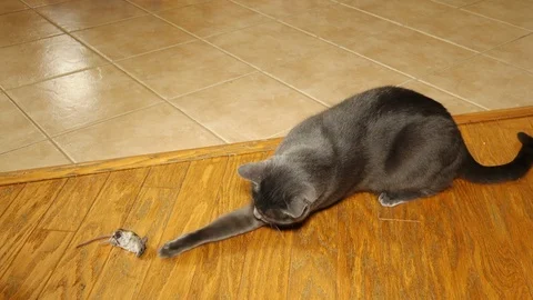 Grey cat plays with mouse 2 Vídeos de archivo 105820978