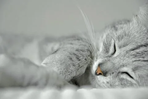 Grey cat portrait Stock Photos