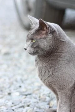 Grey cat portrait Stock Photos
