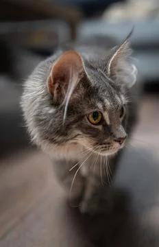 Grey cat portrait in studio with dark background Foto stock