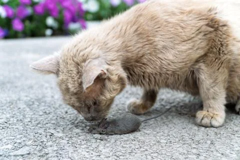 Grey cat predator caught a mouse and holds it in his teeth. Stock Photos