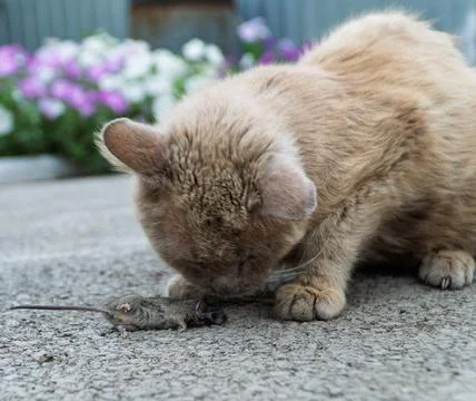Grey cat predator caught a mouse and holds it in his teeth. Stock Photos
