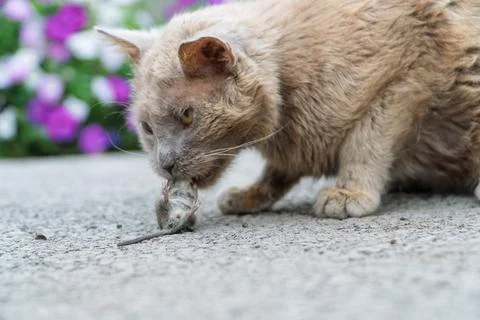 Grey cat predator caught a mouse and holds it in his teeth. Stock Photos