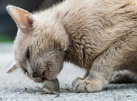 Grey cat predator caught a mouse and holds it in his teeth. Stock Photos