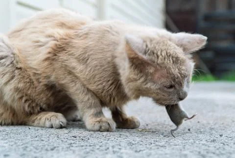 Grey cat predator caught a mouse and holds it in his teeth. Stock Photos