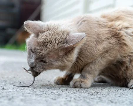 Grey cat predator caught a mouse and holds it in his teeth. Stock Photos