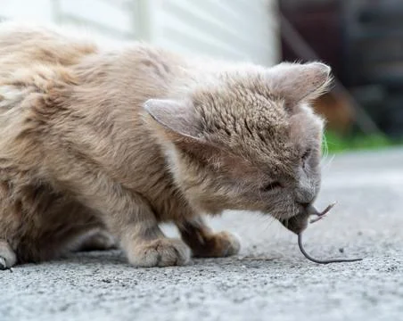 Grey cat predator caught a mouse and holds it in his teeth. Stock Photos