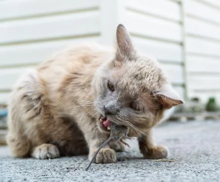 Grey cat predator caught a mouse and holds it in his teeth. Stock Photos