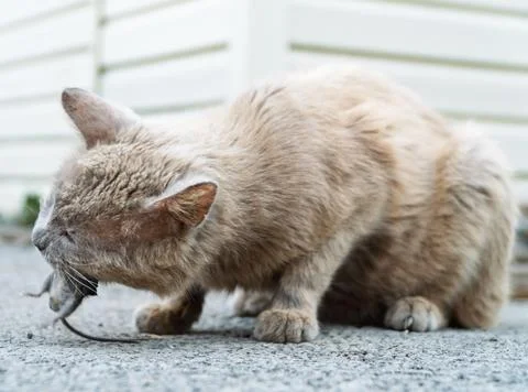 Grey cat predator caught a mouse and holds it in his teeth. Stock Photos