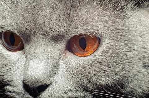 Grey cat with red eyes, muzzle close-up, looking into the frame. British bree Stock Photos