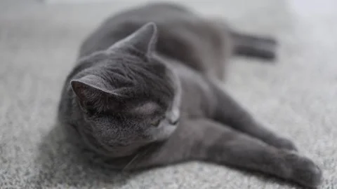 Grey Cat Resting Peacefully 動画素材 311839852