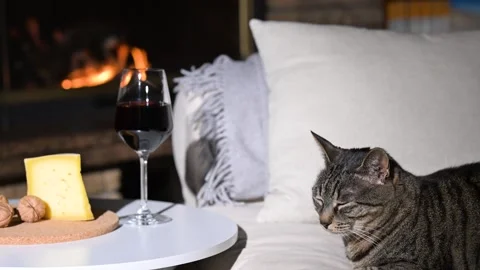 Grey cat resting on the sofa Stock Footage 301323345