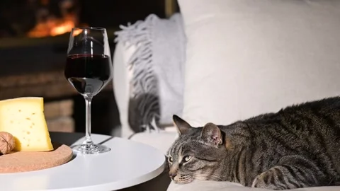 Grey cat resting on the sofa Stock Footage 301323352