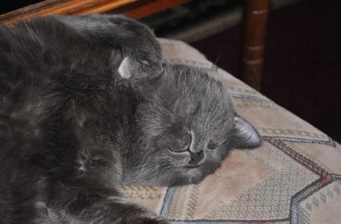Grey cat rests on the bed Stock-Fotos