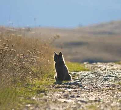 Grey cat by road Stock Photos