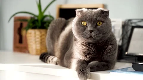 Grey cat scottish fold catches the sun's glare in the room and looks around Stock Footage 151016949
