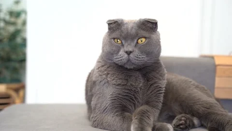 The grey cat Scottish Fold sits on the sofa and watches Stock Footage 148552926