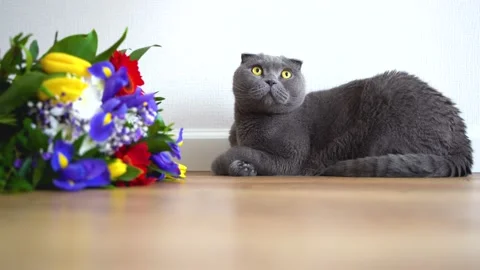 Grey cat Scottish fold sits near a bouquet of flowers, focus on the cat Stock Footage 150427098