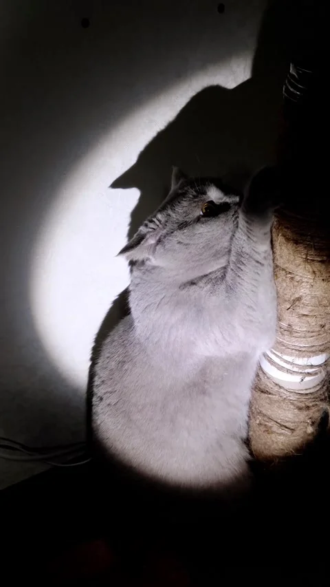 Grey Cat Scratches Post in Dramatic Spotlight Stock Footage 325224049