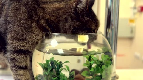 A grey cat is seen drinking water from a small round fishbowl. Stock Footage 307770033