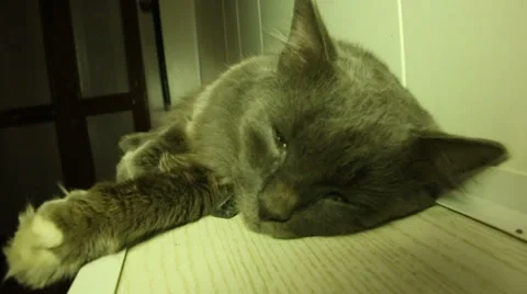 Grey cat, shaking ear Stock Footage 37864708