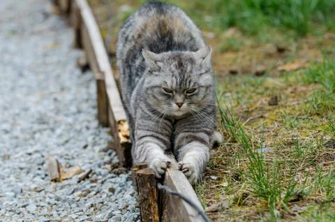 Grey cat sharpens claws Stock Photos