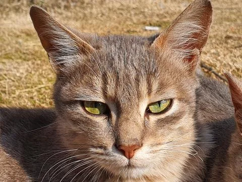 Grey cat silver Stock Photos