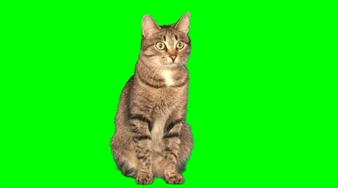 Grey cat sits Stock Footage 10892726