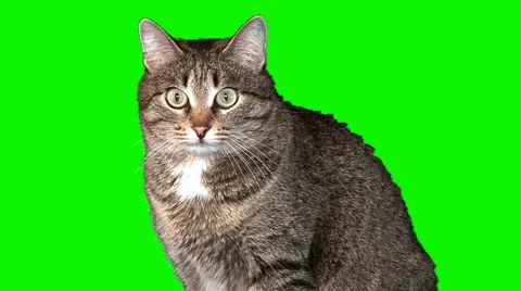 Grey cat sits (medium shot) Stock Footage 43736147